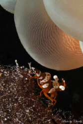 3mm long shrimp hiding under the anemone by Charly Kotnik 
